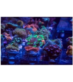 Nano Frag Tank 200