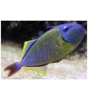 Xanthichthys mento