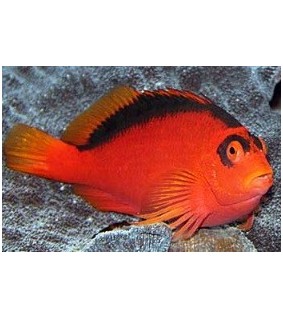 Neocirrhites armatus