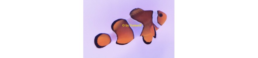 Clownfische - Amphiprion