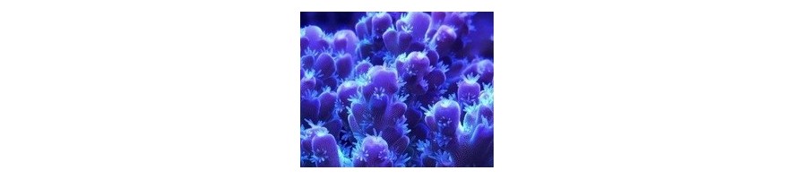 SPS