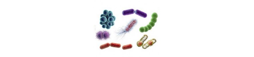 Bakterien für Biologie