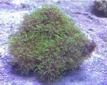 Röhren- korallen