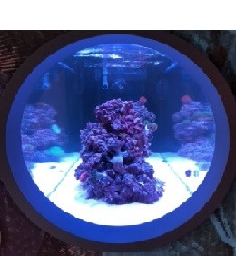 Aquariumbau